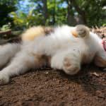 幼稚園,送迎,大変,バス,徒歩,自転車,車,