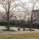 庄内さくら広場