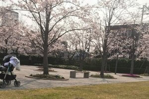 庄内さくら広場