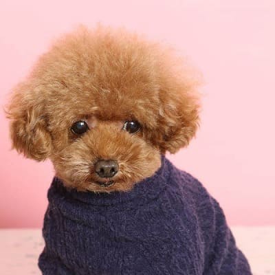 【犬抱っこ服】カンガルーポケット服(犬が入れる)大人上品ワンピース【P-KURARU】小型犬(約3.5kgまで)トイプードル チワワ ポメラニアン マルチーズ ヨークシャテリア MIX犬等